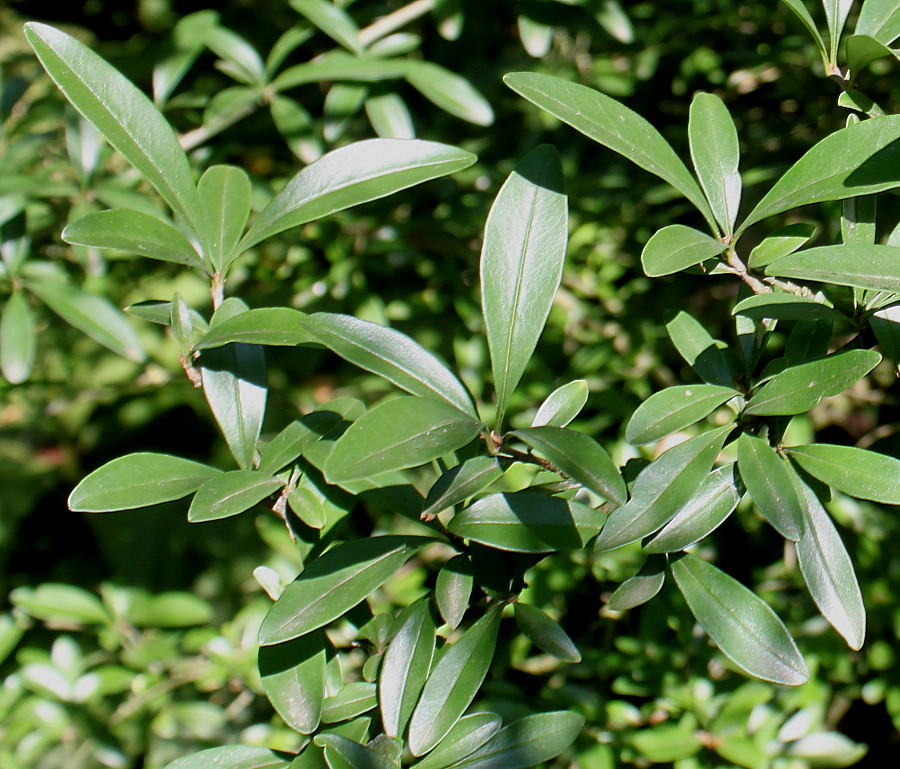 Image of Ligustrum quihoui specimen.