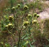 Hieracium umbellatum