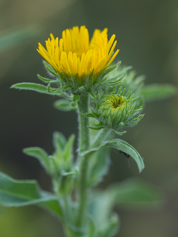 Изображение особи Inula britannica.