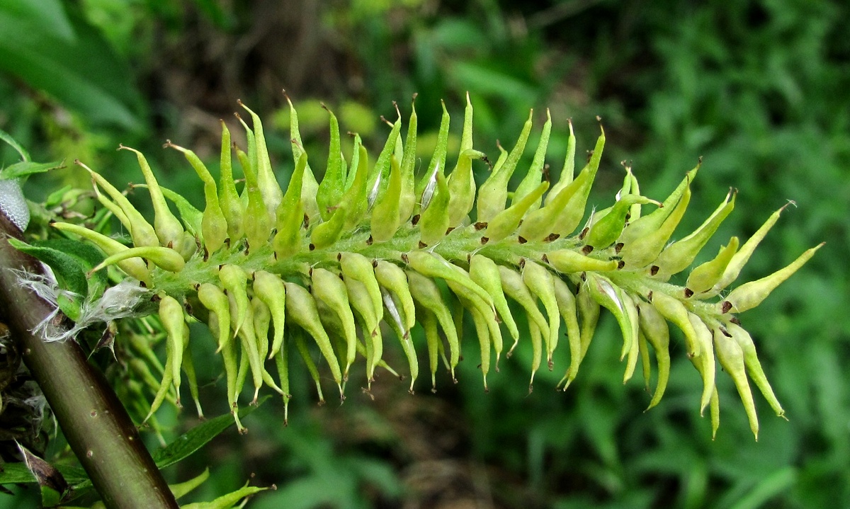 Image of Salix myrsinifolia specimen.