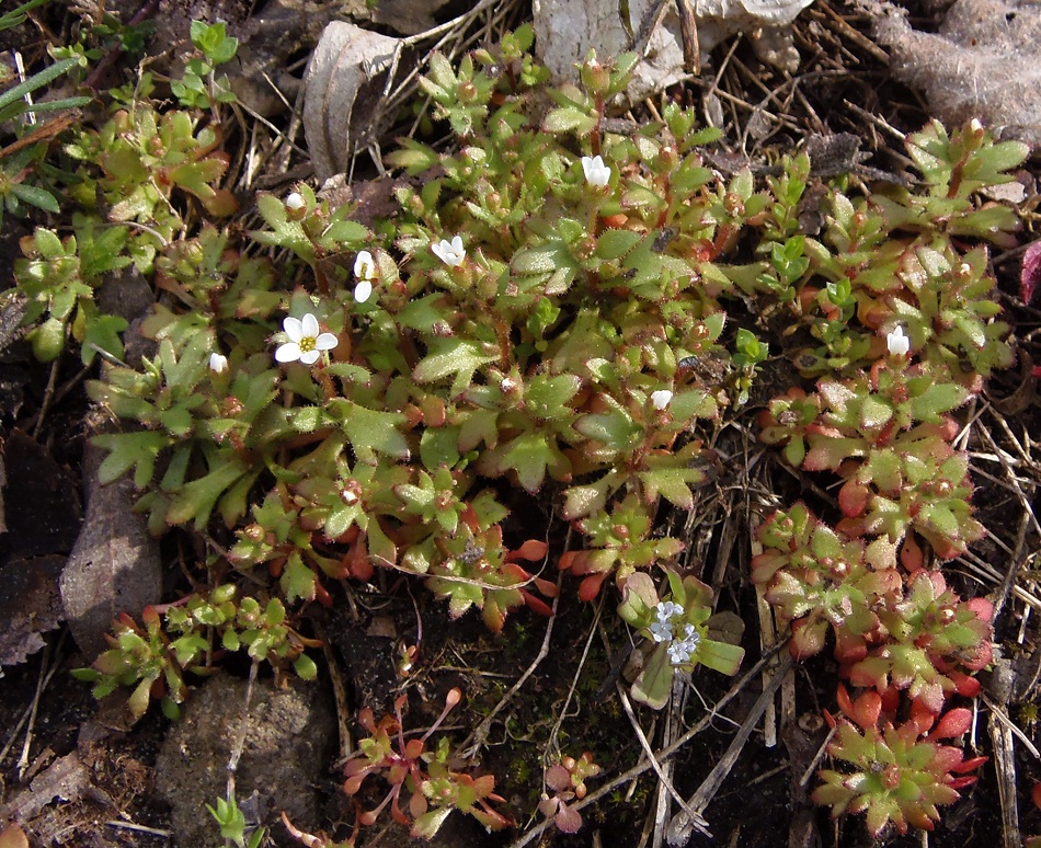 Изображение особи Saxifraga tridactylites.