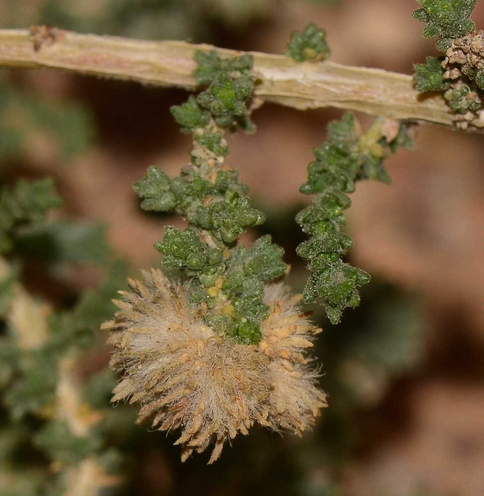 Изображение особи Salsola imbricata.