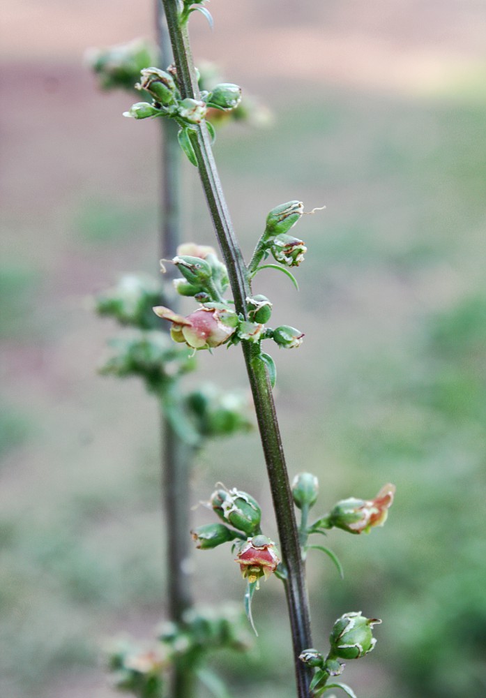 Изображение особи Scrophularia rubricaulis.