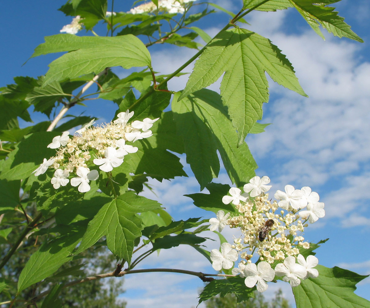 Изображение особи Viburnum opulus.