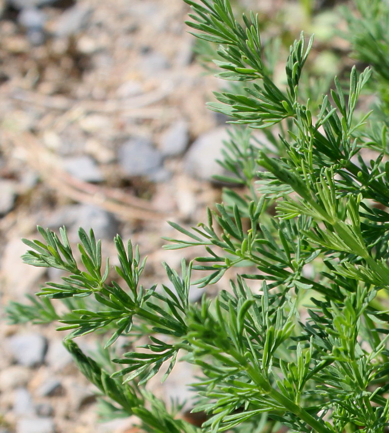 Image of Mutellina adonidifolia specimen.