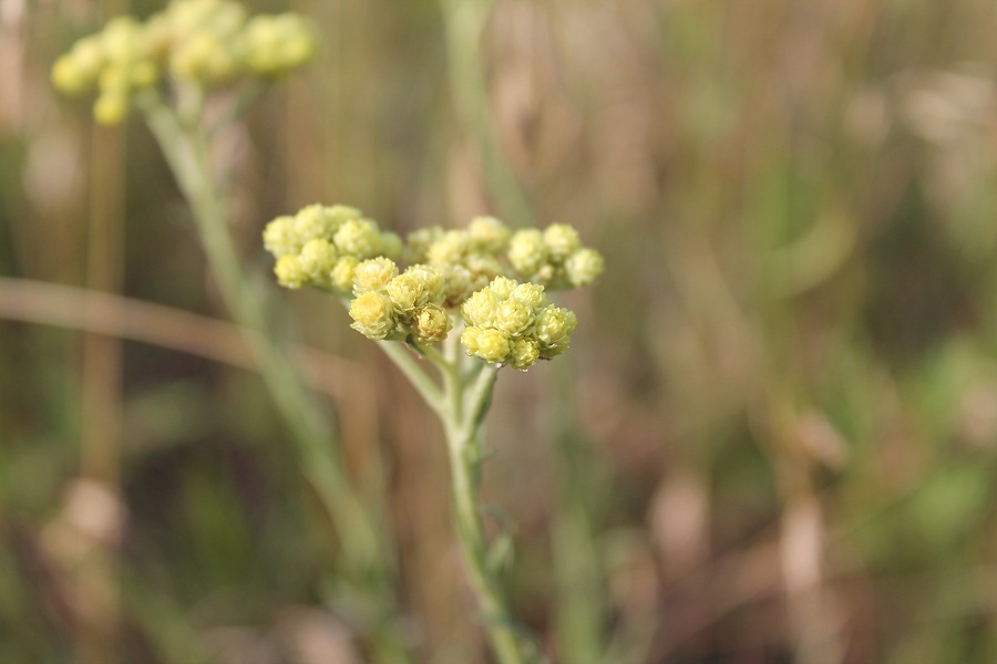 Image of Helichrysum arenarium specimen.