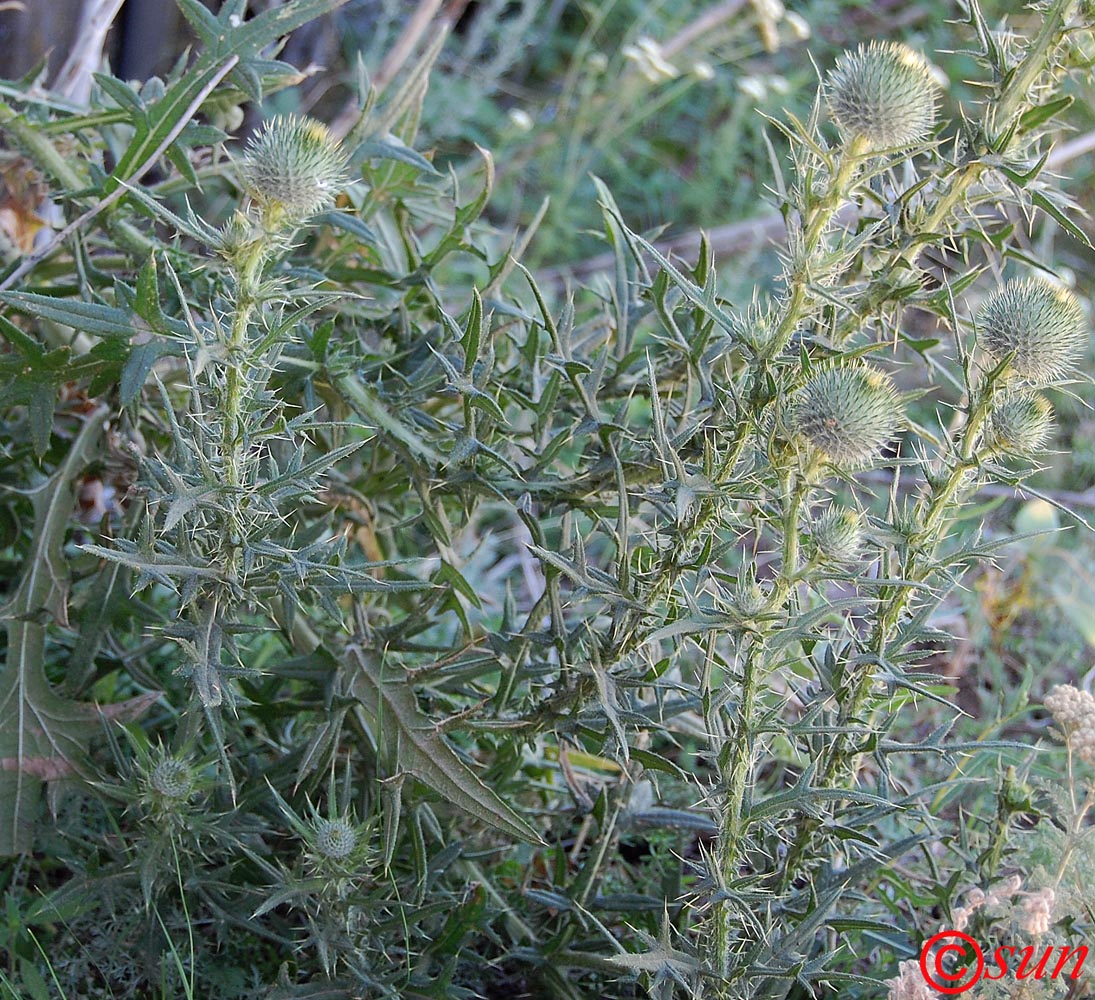 Image of Cirsium vulgare specimen.