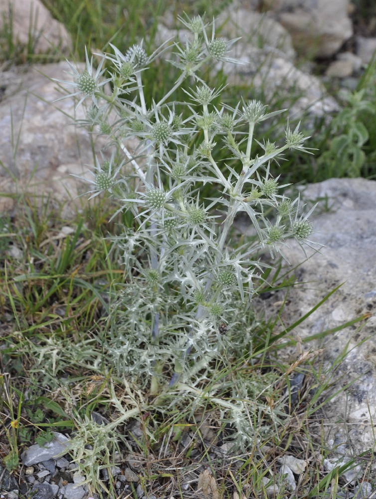 Изображение особи Eryngium amethystinum.