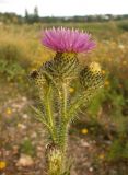 Смотреть изображение Carduus acanthoides