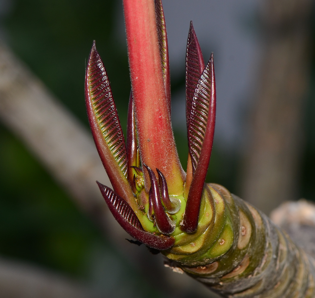 Image of Plumeria rubra specimen.