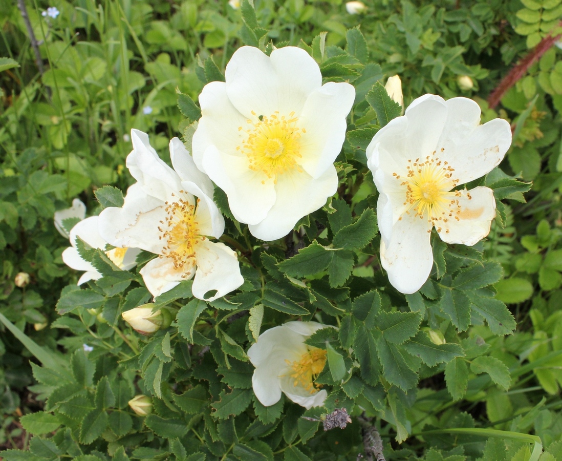 Image of Rosa spinosissima specimen.