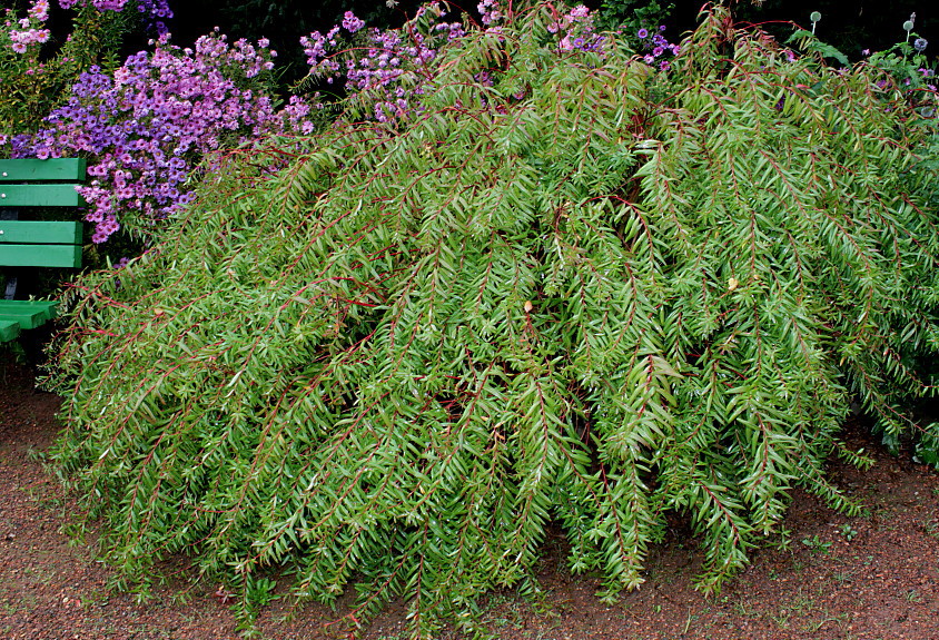 Image of Euphorbia palustris specimen.