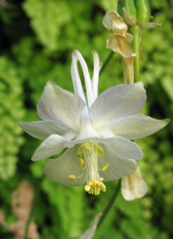 Image of Aquilegia vicaria specimen.