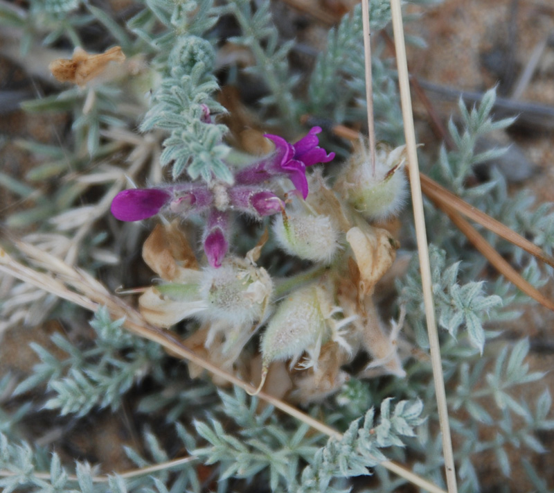 Изображение особи Oxytropis lanata.