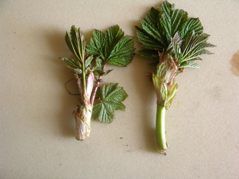 Image of Filipendula camtschatica specimen.