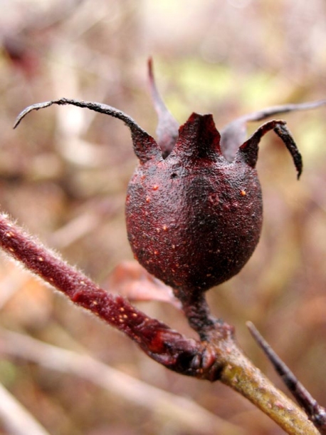 Изображение особи Mespilus germanica.