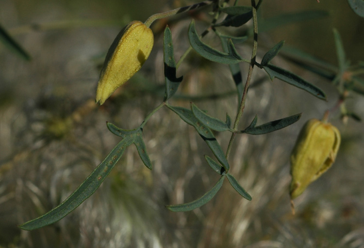 Image of Clematis orientalis specimen.