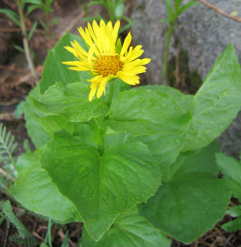 Изображение особи Doronicum altaicum.