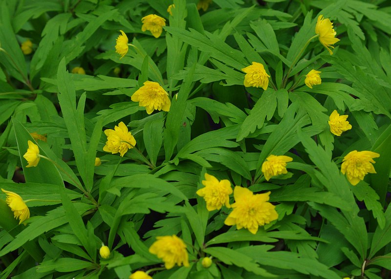 Image of Anemone ranunculoides specimen.