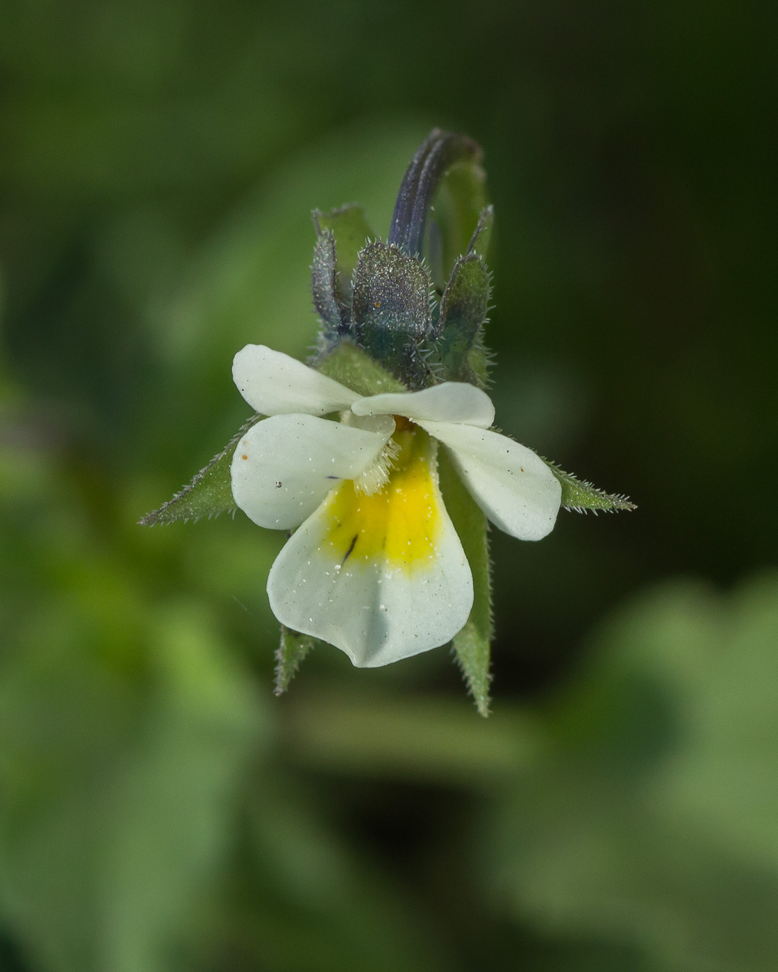 Image of Viola arvensis specimen.