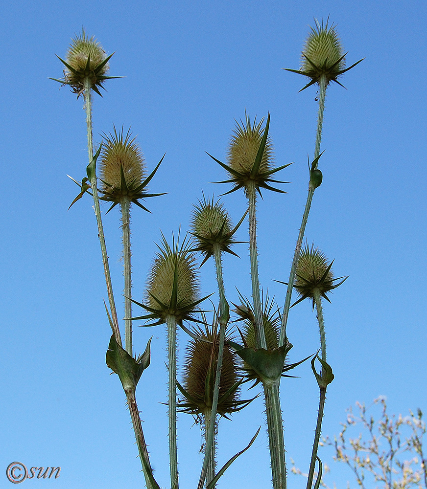 Изображение особи Dipsacus laciniatus.