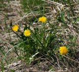 Taraxacum officinale. Цветущее растение. Московская обл., Раменский р-н, окр. ж.-д. платформы Хрипань, просека под ЛЭП. 20.05.2015.