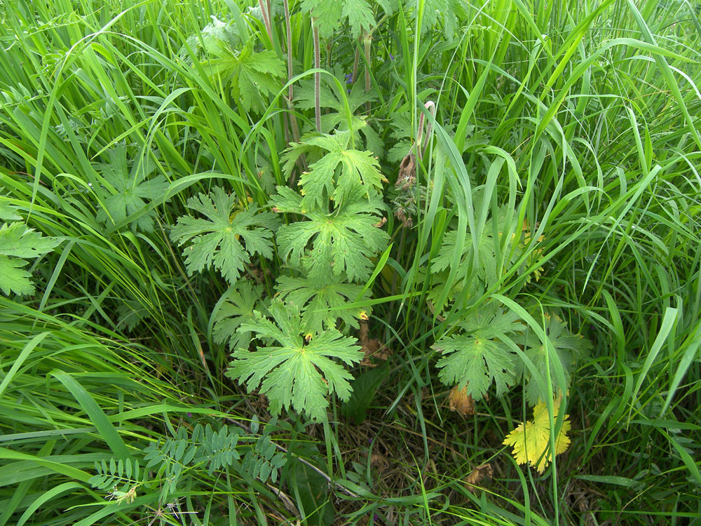 Image of Geranium sylvaticum specimen.