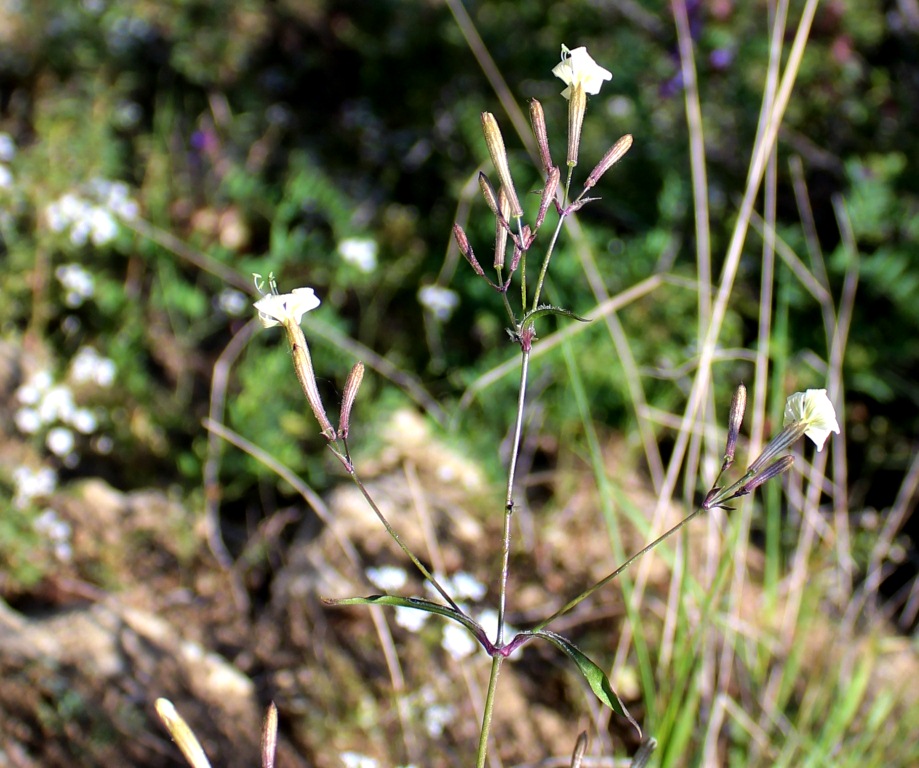 Image of Silene italica specimen.