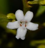 Myoporum boninense