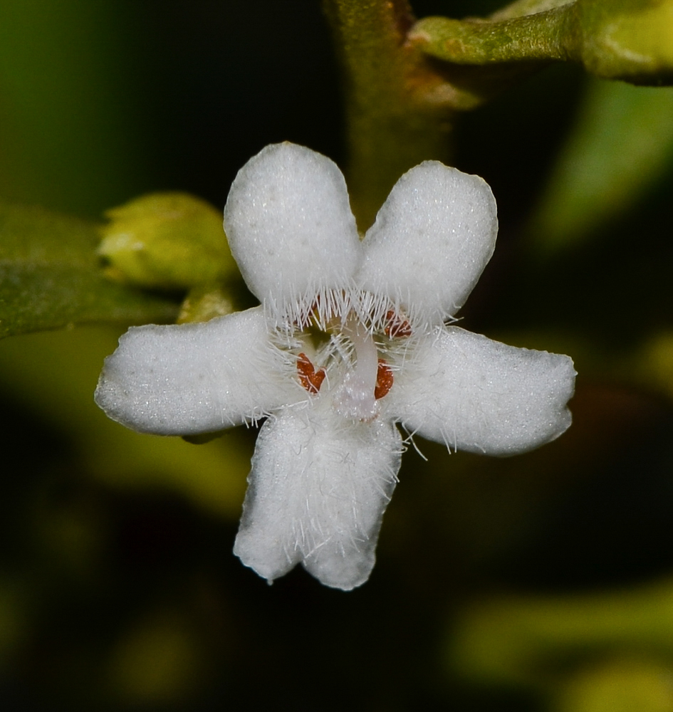 Image of Myoporum boninense specimen.