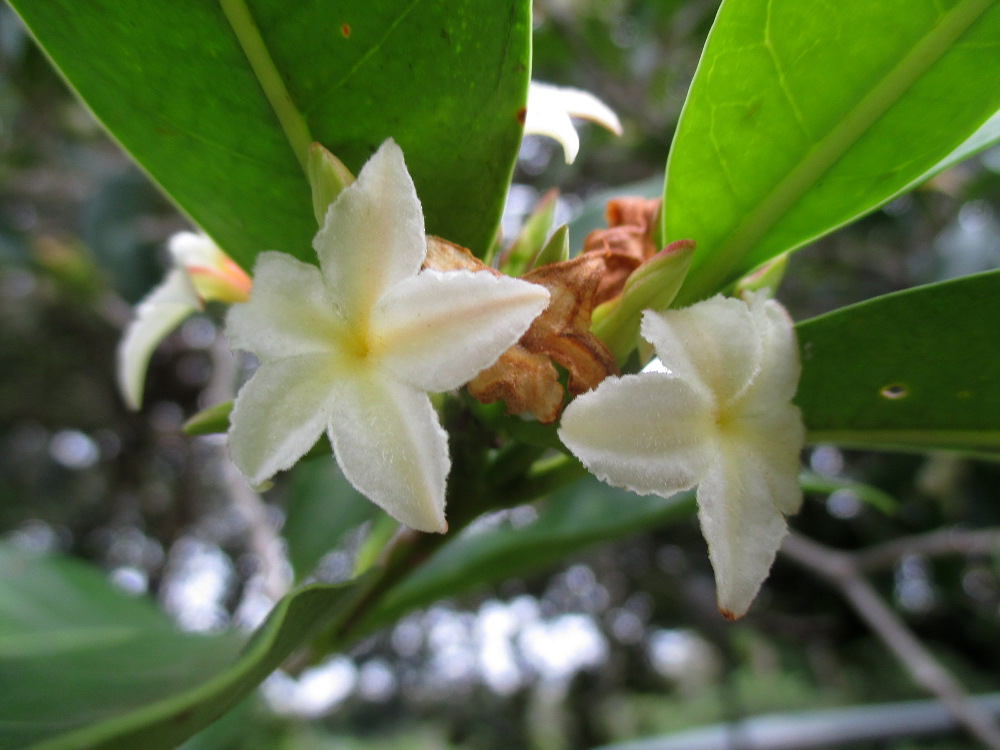 Изображение особи Mascarenhasia arborescens.