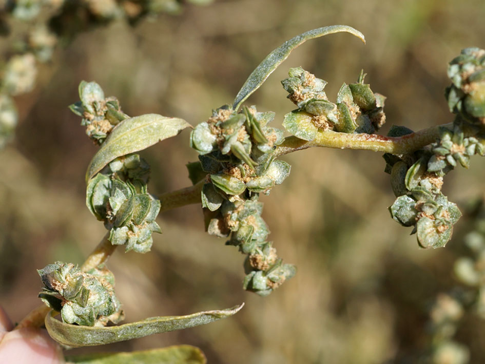 Image of genus Atriplex specimen.