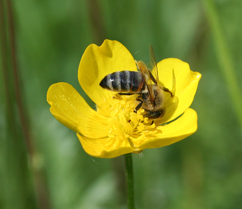 Image of Ranunculus polyanthemos specimen.