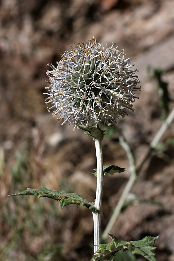 Image of Echinops talassicus specimen.