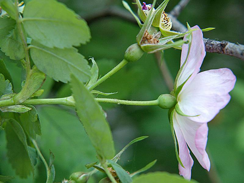 Изображение особи Rosa acicularis.