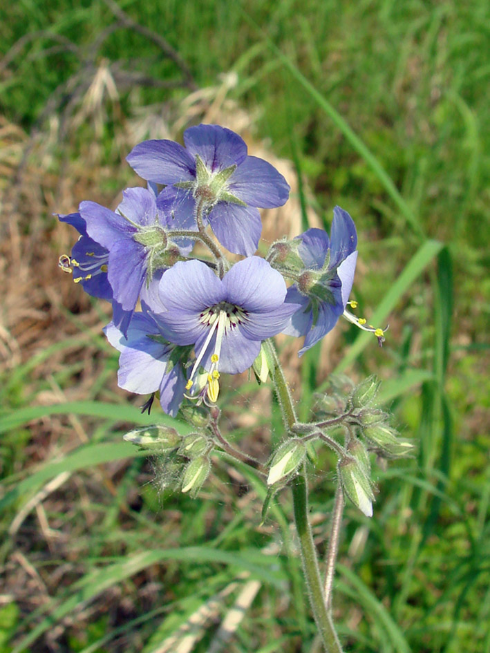 Изображение особи Polemonium caeruleum.