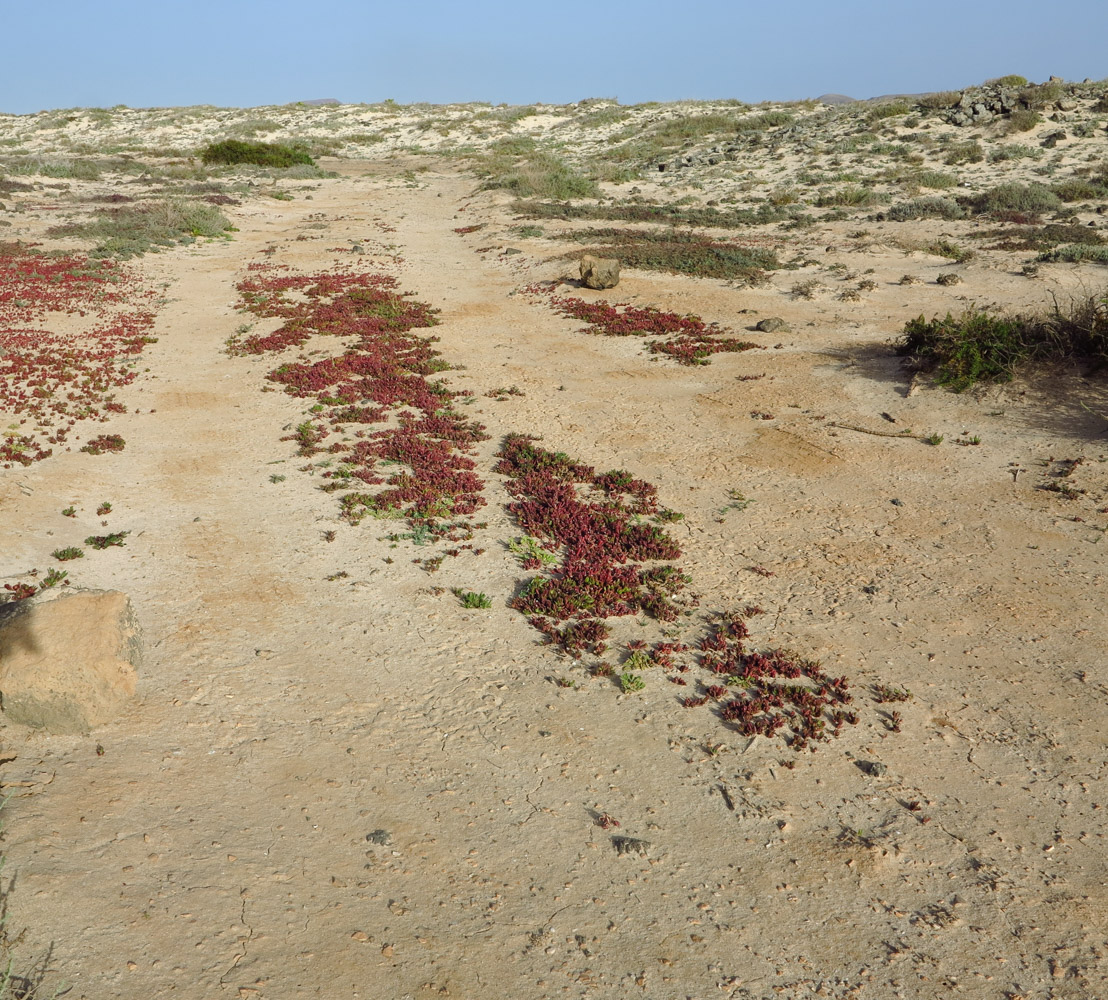 Image of Mesembryanthemum nodiflorum specimen.