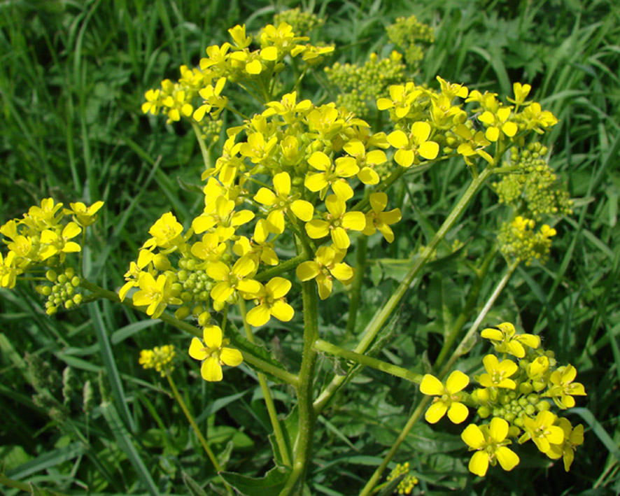 Image of Bunias orientalis specimen.