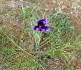 Pulsatilla turczaninovii