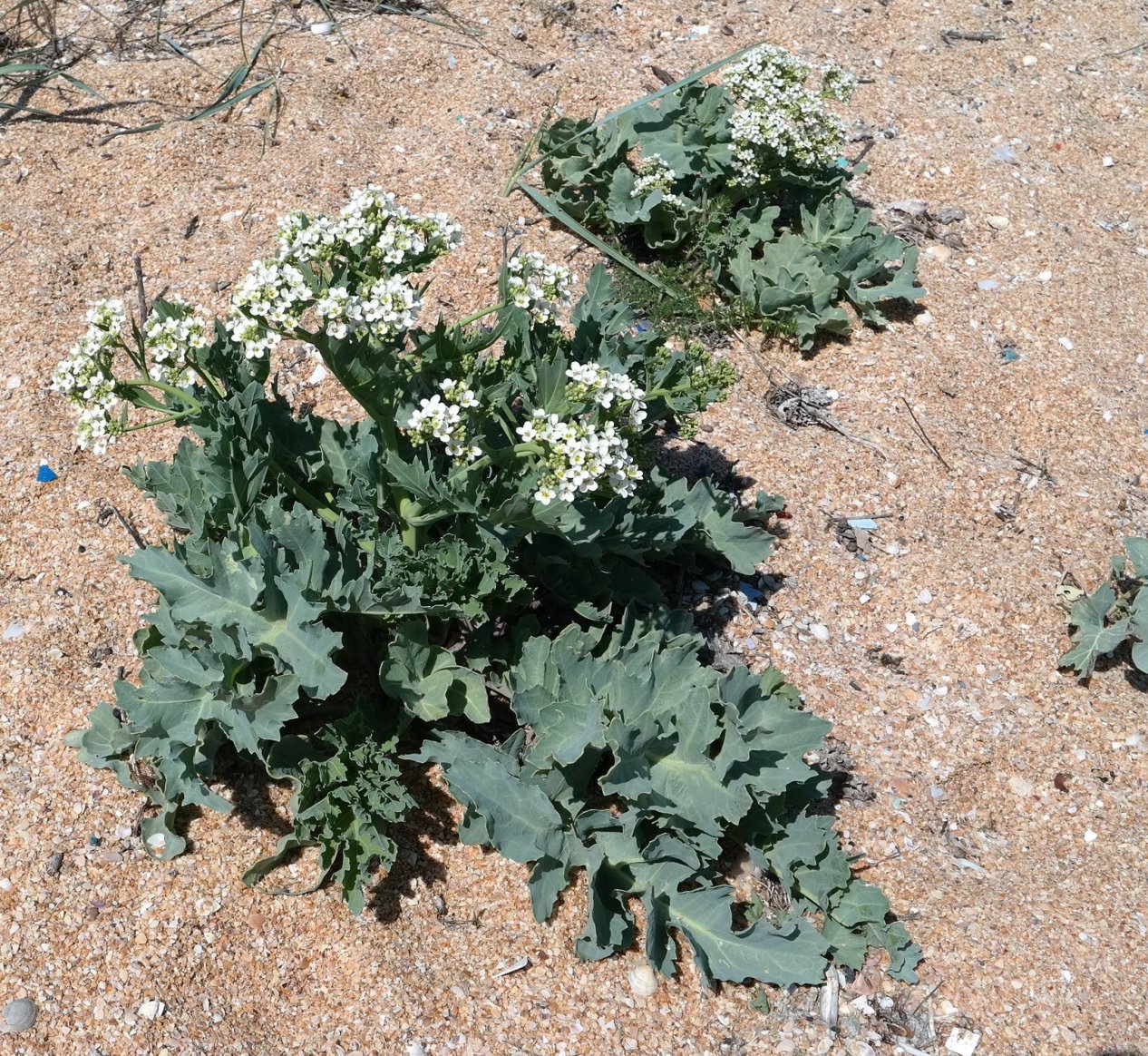 Image of Crambe maritima specimen.