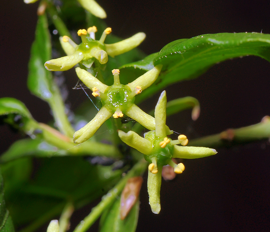 Image of Euonymus europaeus specimen.