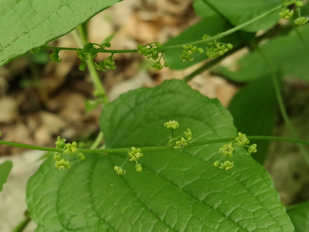 Image of Tamus communis specimen.