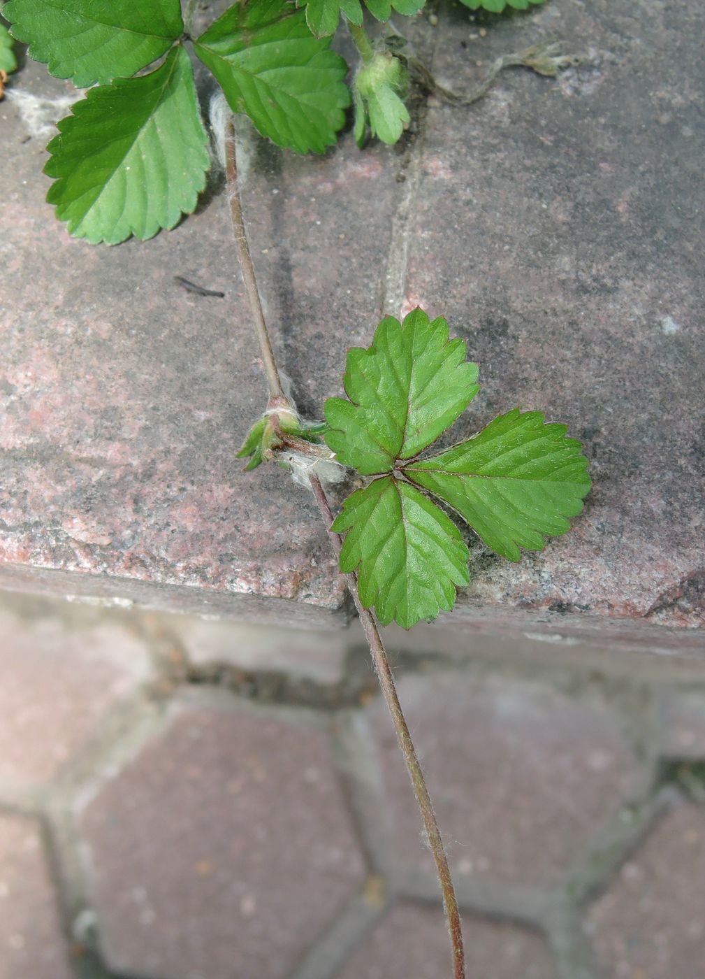 Изображение особи Duchesnea indica.