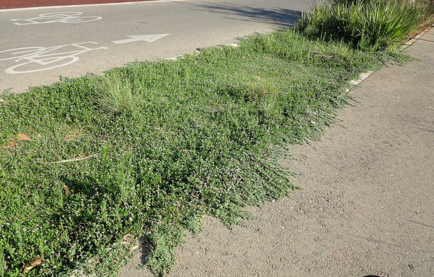 Image of Lippia nodiflora specimen.