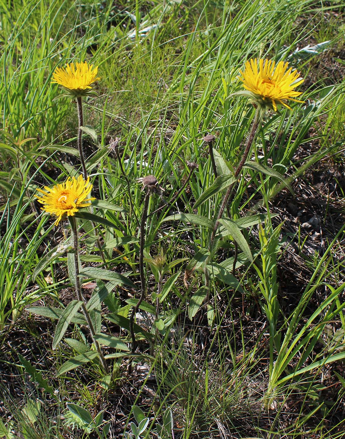 Image of Inula hirta specimen.