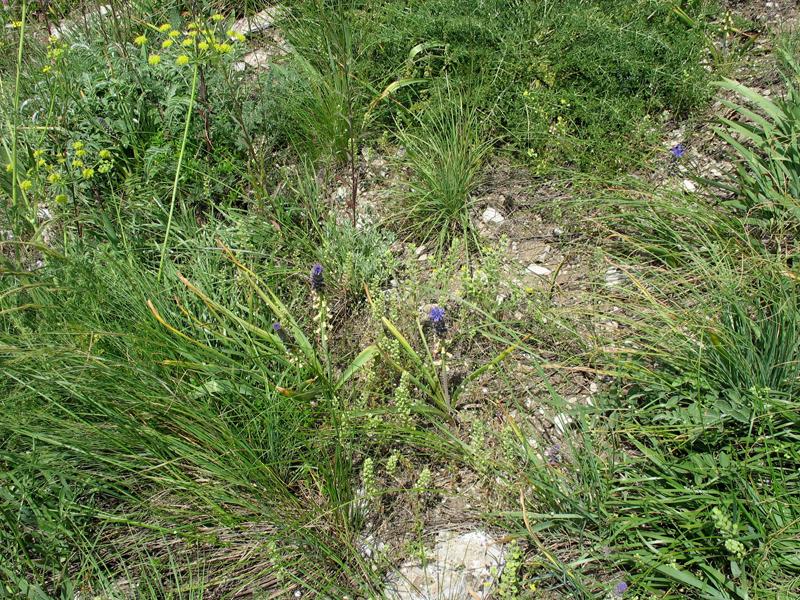 Image of Leopoldia tenuiflora specimen.