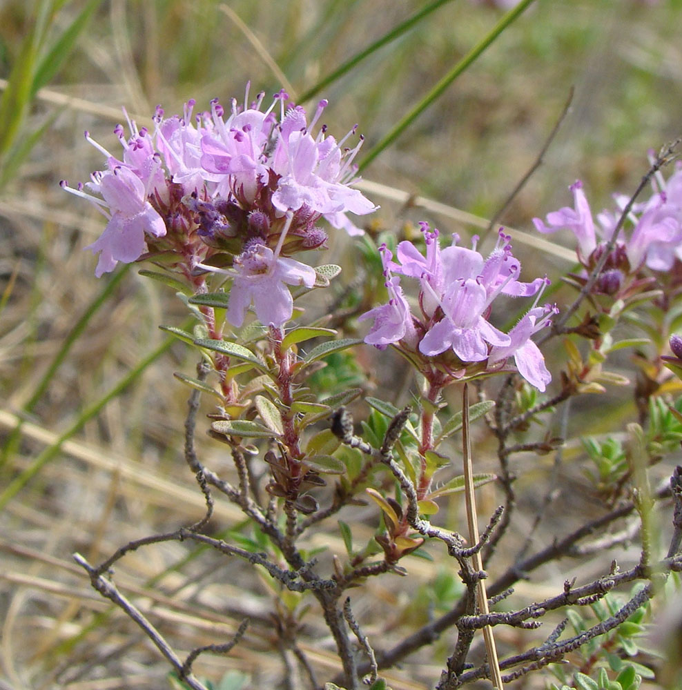 Изображение особи Thymus dubjanskyi.