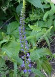 Veronica longifolia