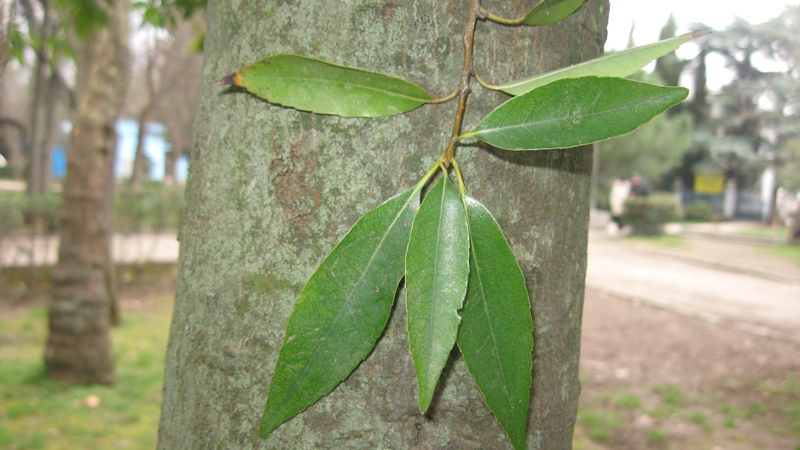 Изображение особи Quercus myrsinaefolia.