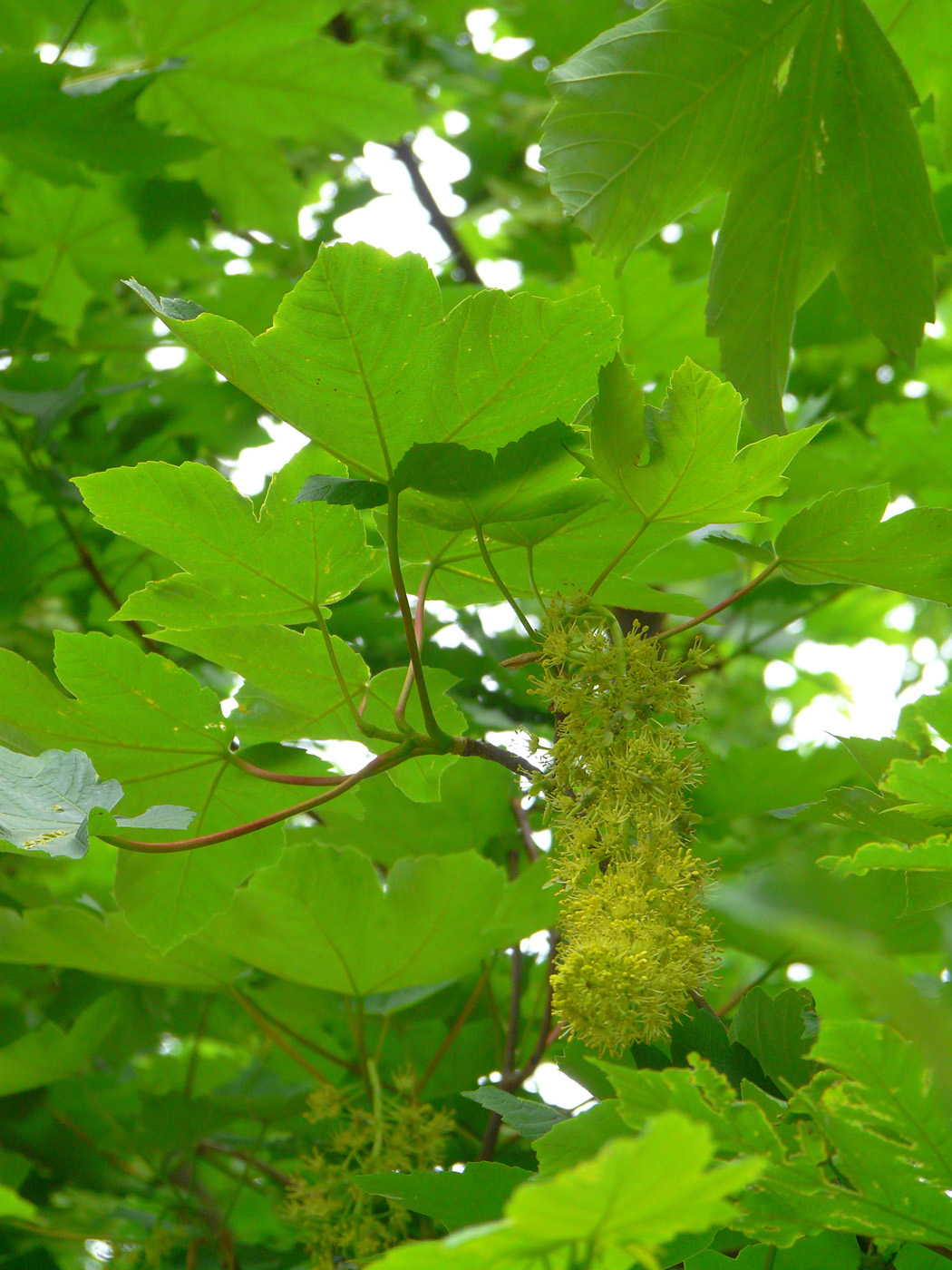 Image of Acer pseudoplatanus specimen.